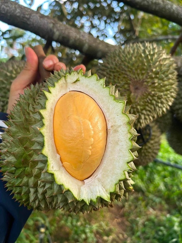 Sầu Black Thorn có gì đặc biệt mà giá lên tới tiền triệu/quả? - Ảnh 2.