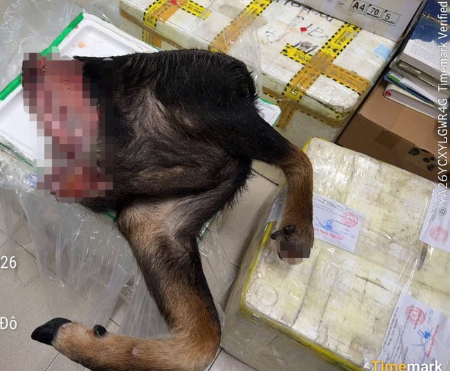 Khởi tố người đ&agrave;n &ocirc;ng vận chuyển 48,5kg sơn dương đến Sa Pa t&igrave;m mối ti&ecirc;u thụ - Ảnh 2.
