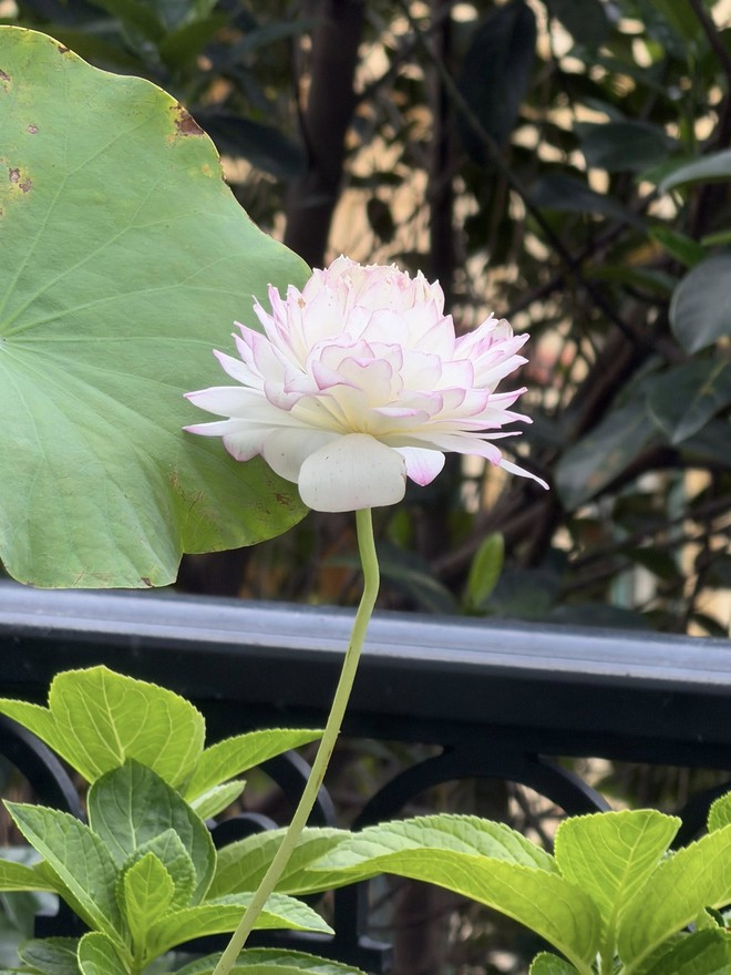 Hoa hậu Nguyễn Thị Huyền khoe 'c&oacute; tay nu&ocirc;i sen' trong vườn nh&agrave; - Ảnh 1.