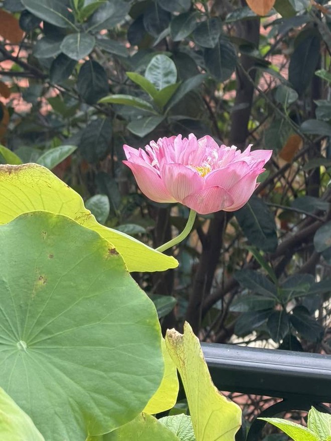 Hoa hậu Nguyễn Thị Huyền khoe 'c&oacute; tay nu&ocirc;i sen' trong vườn nh&agrave; - Ảnh 4.