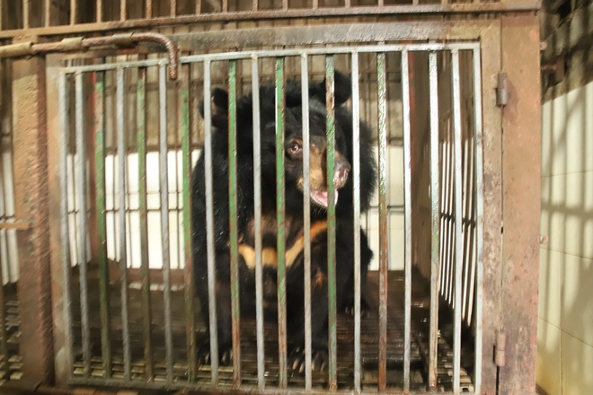 Giải cứu 3 cá thể gấu ngựa từ Thái Nguyên và Hà Nội - Ảnh 2.