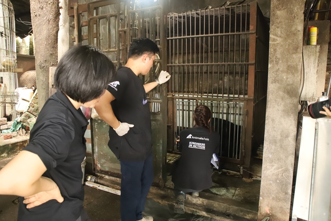 Giải cứu 3 cá thể gấu ngựa từ Thái Nguyên và Hà Nội - Ảnh 1.