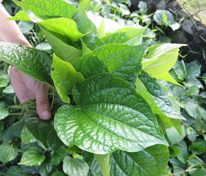 T&ocirc;m đồng rang l&aacute; lốt: M&oacute;n ăn gi&ograve;n thơm , giữ vị ngọt mềm cho bữa cơm gia đ&igrave;nh - Ảnh 3.