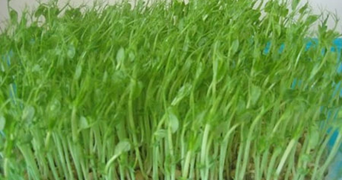 Tác dụng chữa bệnh của rau mầm