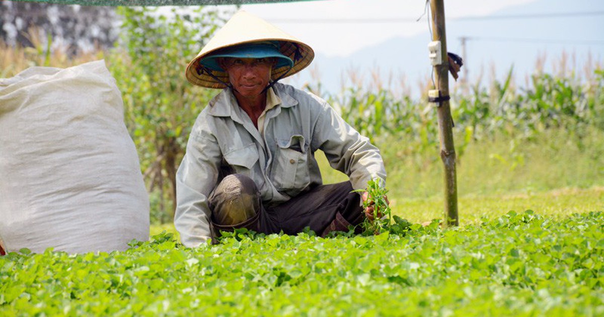 Chê cười lão nông 'điên trồng rau dại', cuối cùng cả làng ngả mũ trước ...