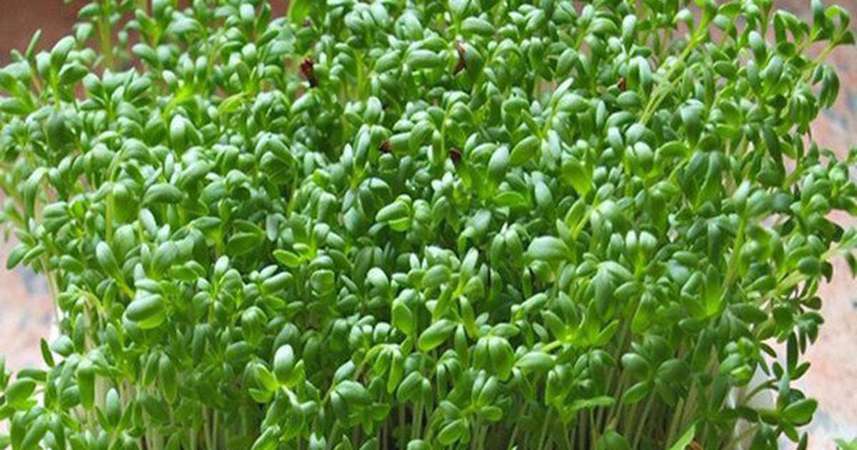 Cách trồng rau mầm không cần đất, 7 ngày sau có rau ăn mãi không hết