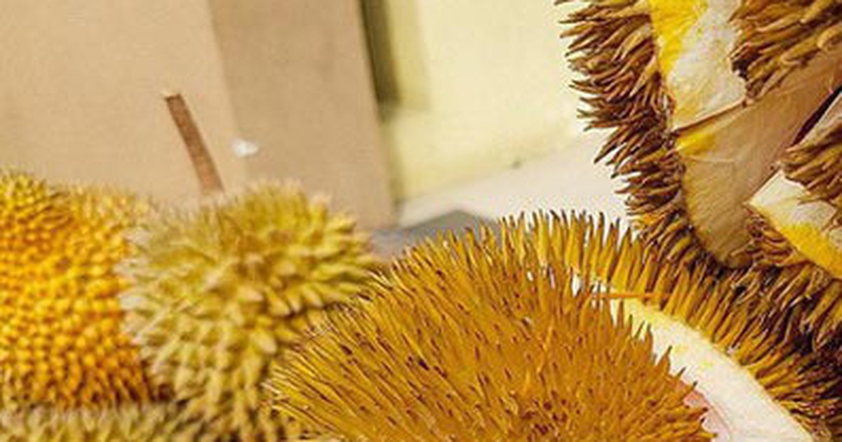 Sau Rae Bất ngờ khi sầu riêng còn có ruột màu này ngoài màu vàng truyền thống