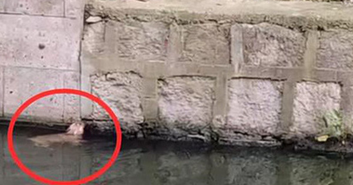 Giải cứu chú chó rơi xuống ao, người đàn ông chứng kiến cảnh tượng khó tin  khi con vật được vớt lên