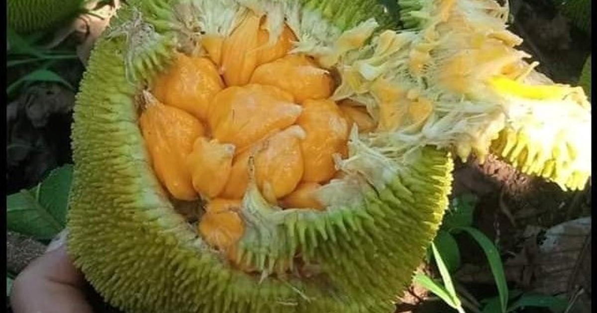 Bất ngờ xuất hiện loại mít lạ chỉ bé bằng nắm tay có giá cao gấp 5 lần ...
