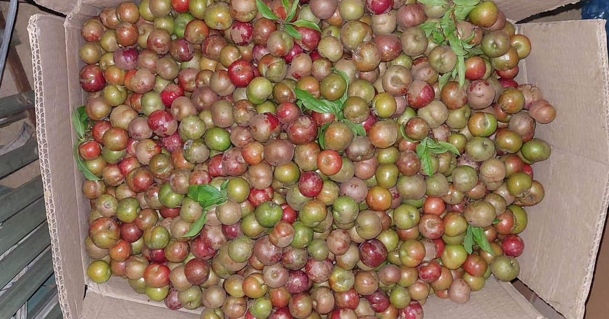 Vì sao mận trái mùa giá đắt gấp 5 lần mận chính vụ vẫn hút khách?