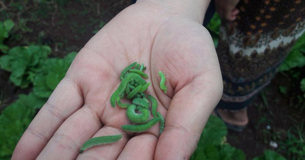 Nhờ trồng rau sạch bằng cách tự bắt sâu mà thoát nghèo
