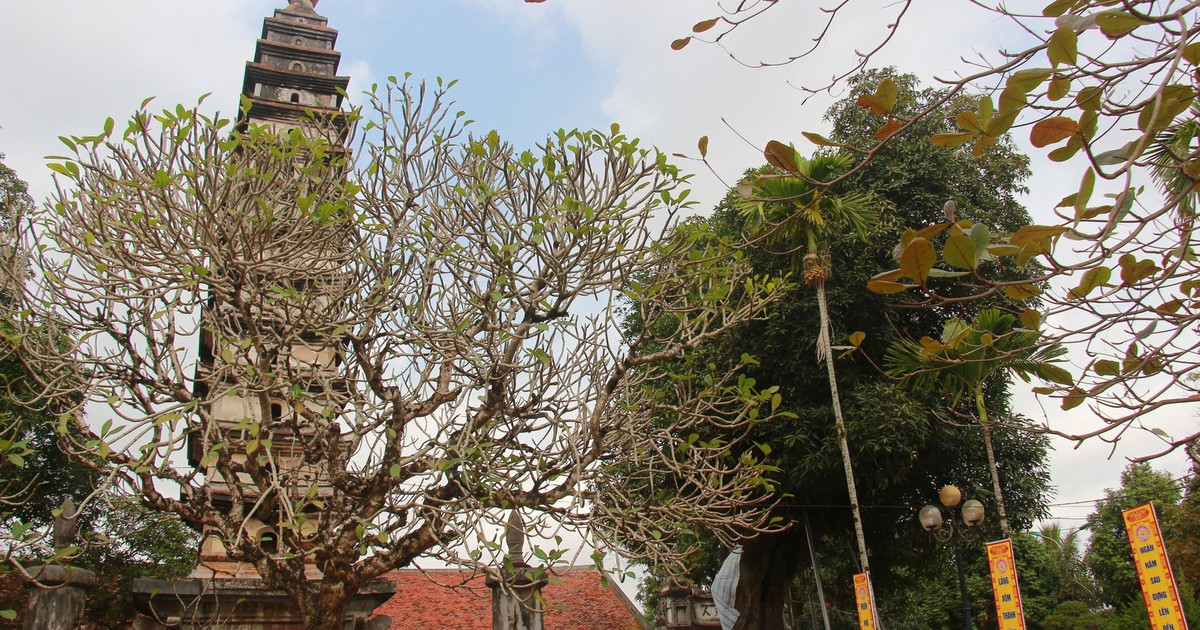 Kỳ lạ, những cây cổ thủ trong ngôi chùa 800 năm ở Nam Định vẫn xanh ...