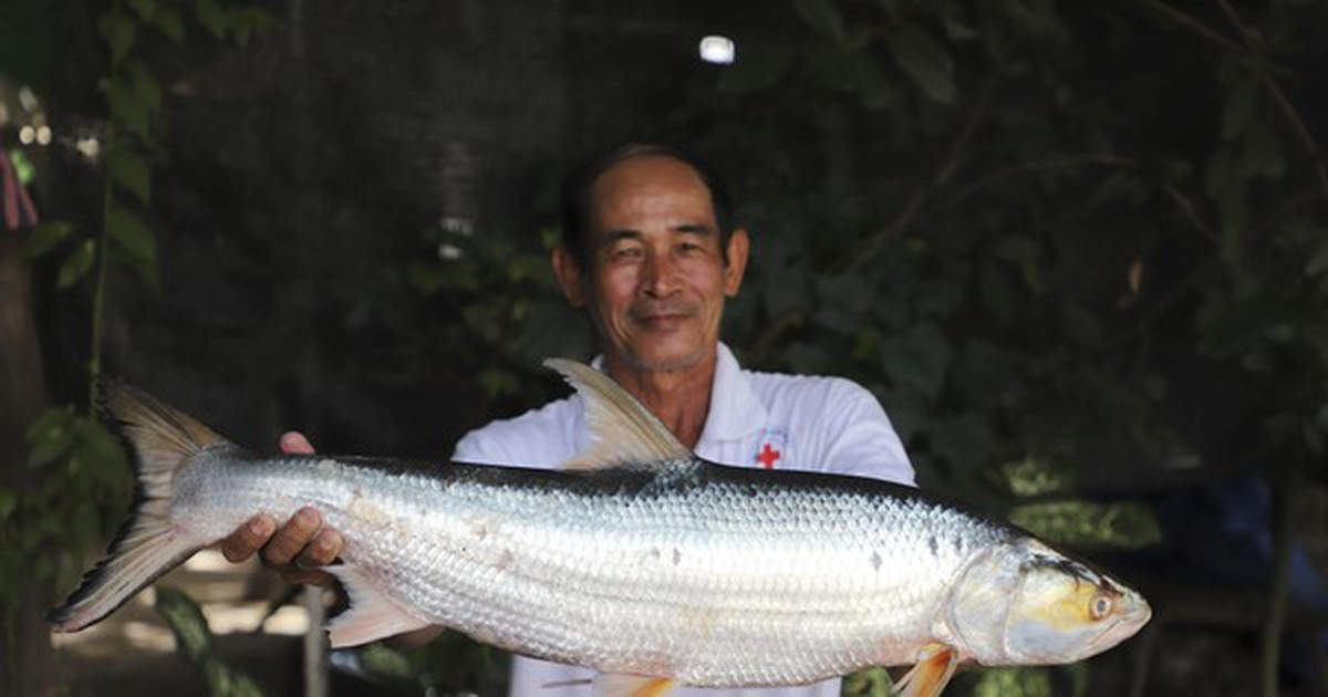 Tìm lại loài cá ‘ma’ khổng lồ trên sông Mekong