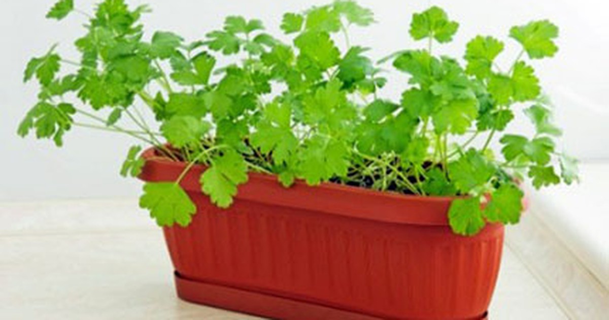 8 loại rau củ lý tưởng trồng trong nhà