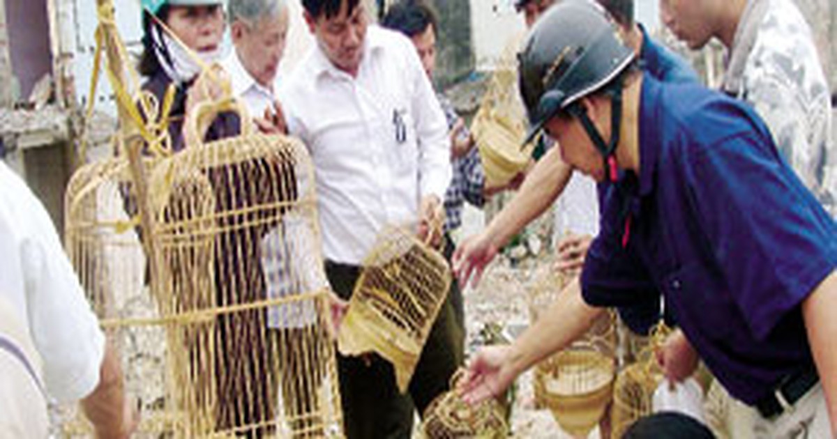 Ríu rít chợ chim