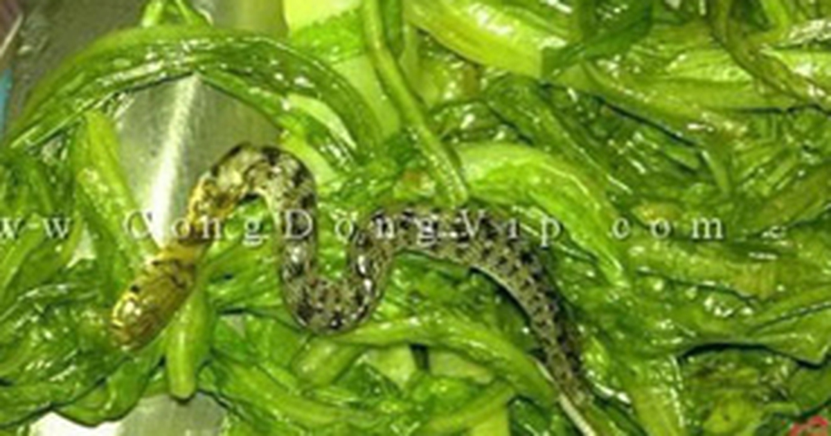 Nửa con rắn trong suất cơm văn phòng