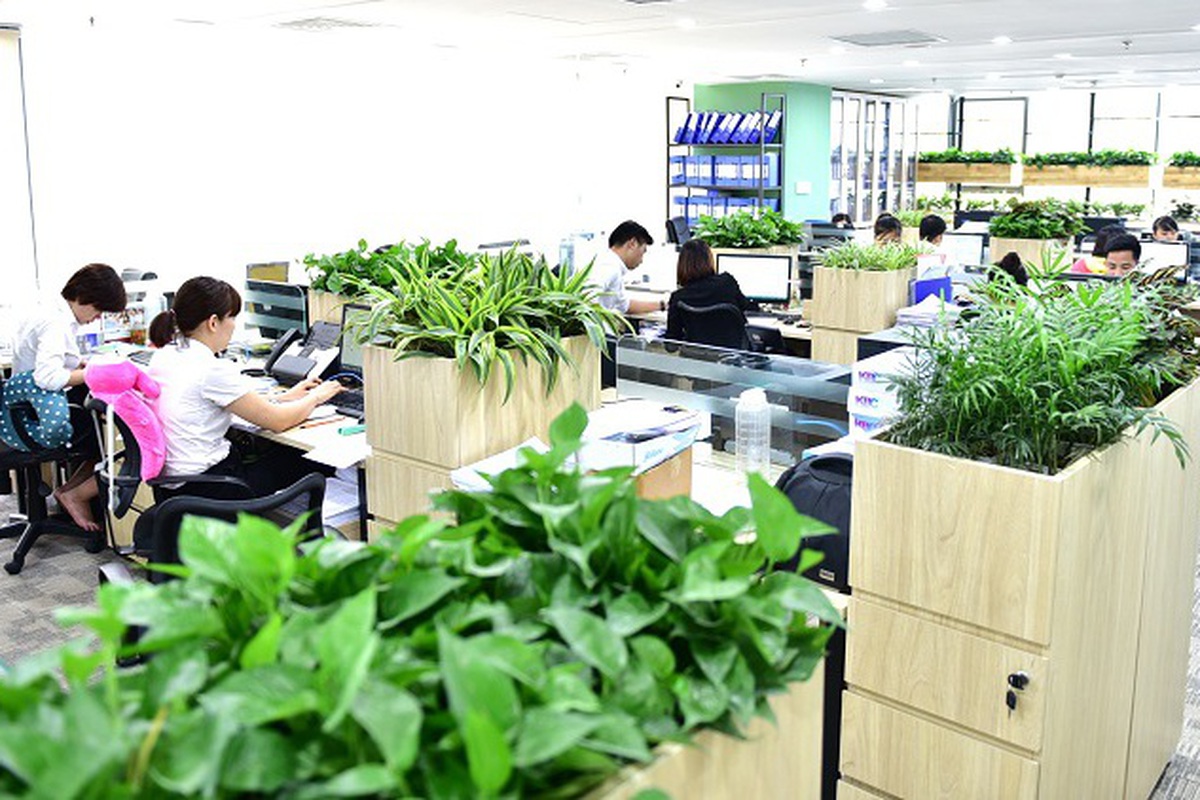 Top 10 lợi ích tuyệt vời của việc trồng cây cảnh trong nhà đối với sức khỏe