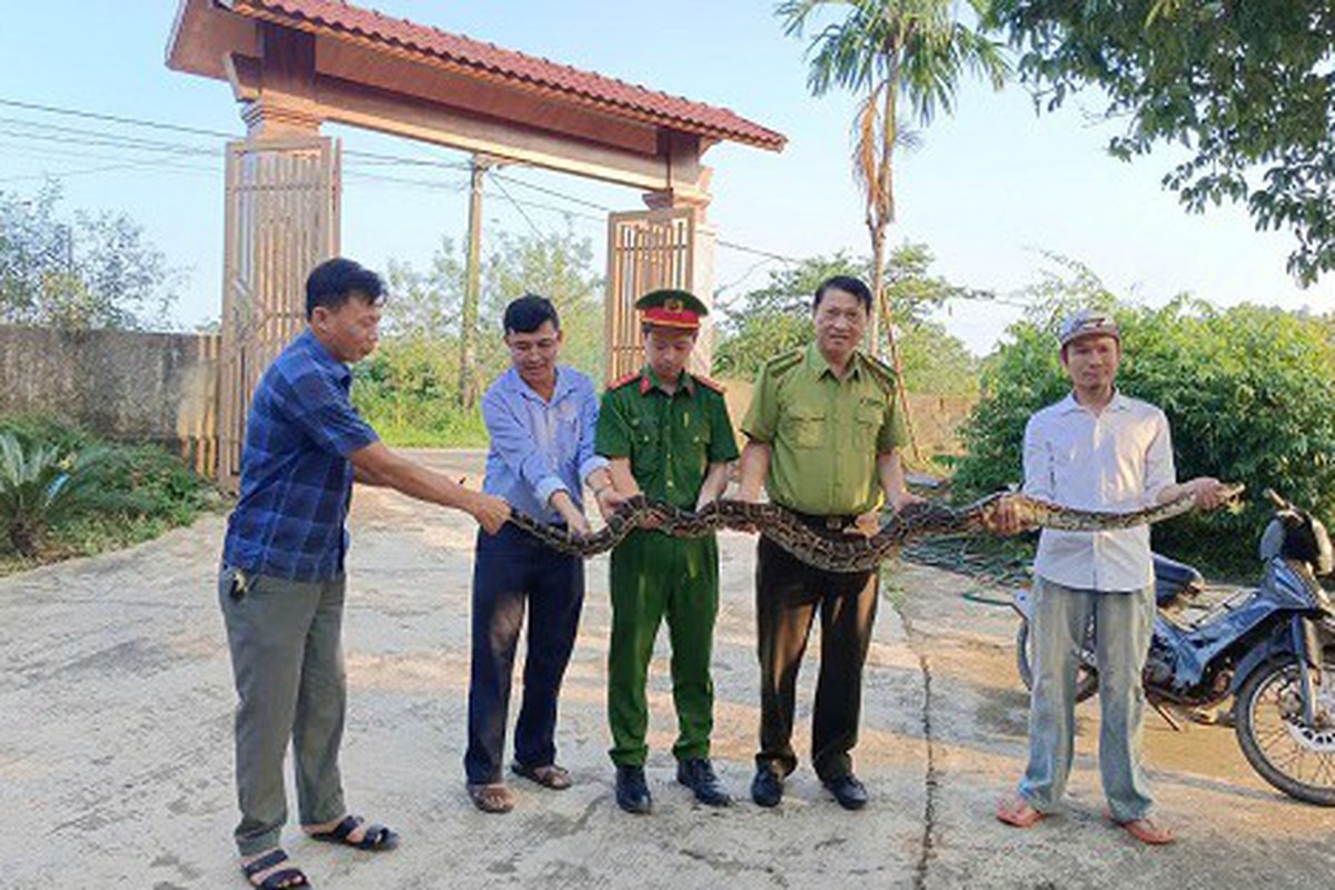 Phát hiện trăn đất quý hiếm 'khủng' khi đi làm nương