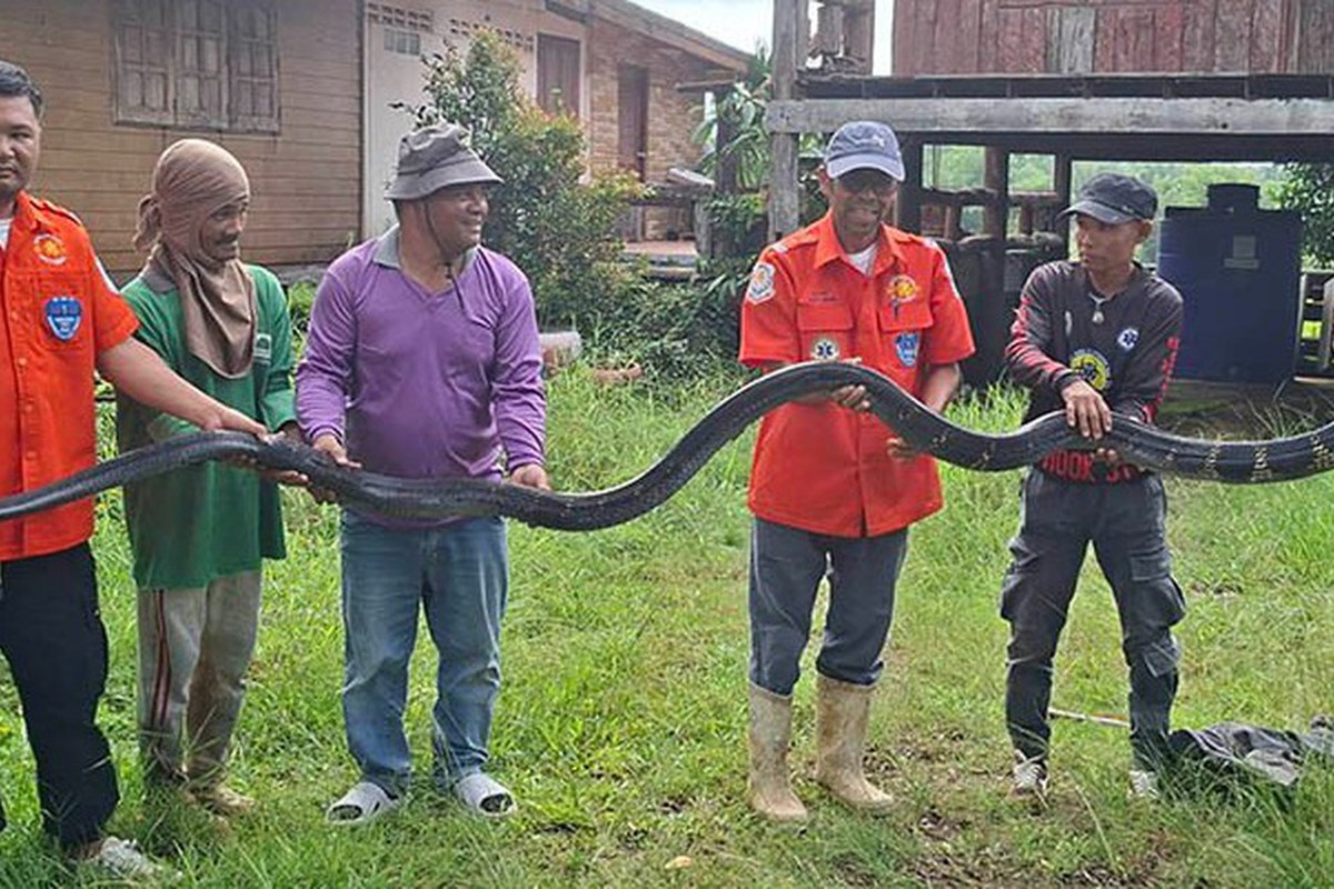 Bắt sống rắn hổ mang chúa khổng lồ nặng 20kg bò vào nhà dân