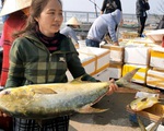 Ngư dân Hà Tĩnh trúng đậm 'lộc biển', thu về hơn 600 triệu đồng