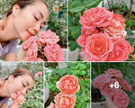 Ốc Thanh Vân khoe vườn hồng đẹp kiều diễm