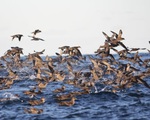 Cái chết bí ẩn của hàng triệu con chim biển được giải đáp