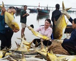 Kéo mẻ lưới bắt 300 con cá vàng rực, bán cả mớ thu 600 triệu đồng