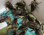 Đại gia Việt chi 3,5 triệu đồng để ngâm lọ mắm côn trùng nhìn giống gián