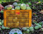 Xoài Úc rớt giá khủng khiếp: Chỉ 2.000-3.000 đồng/kg, người trồng xoài nghẹn ngào bên gốc cây đầy quả