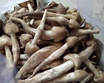 Có giá đắt ngang với giá cua hoàng đế, loại nấm này tại Việt Nam là đặc sản hiếm có khó mua