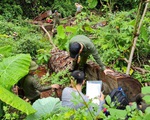 Rừng nghiến cổ thụ ở Hà Giang bị tàn phá: Đình chỉ Giám đốc Vườn Quốc gia Du Già