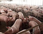 Thịt lợn xuất chuồng siêu rẻ trái ngược hẳn với giá thịt ngoài chợ