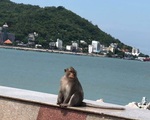 Cả đàn khỉ kéo nhau đi lượn phố, TP Vũng Tàu nhìn như "Hoa Quả Sơn" sau 3 ngày giãn cách