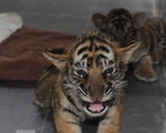 Hình ảnh đáng yêu của 7 hổ con Đông Dương sau 10 ngày được giải cứu