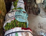 Không thể tiêu thụ nông sản vì dịch COVID-19, nông dân Hà Nội chấp nhận cắt lỗ, “đại hạ giá” chỉ từ 5.000 đồng/kg rau