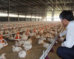 Sốc: Giá gà chỉ còn 5.000 đồng/kg, người nuôi gà quặn thắt, nuốt nước mắt tiêu hủy
