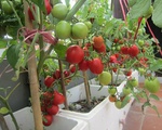 Kinh nghiệm trồng cà chua trong thùng xốp cho quả sai trĩu cành