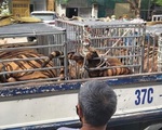 Phát hiện 17 con hổ trưởng thành nuôi ở các cơ sở trái phép