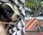 Chó con bị khỉ hoang bắt cóc 3 ngày, sau khi giải cứu dân làng sững sờ chứng kiến chuyện kỳ lạ xảy ra