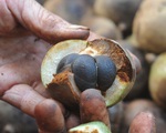 Loại cây mọc đầy ở Việt Nam, có hạt nhìn như phân thỏ, người Trung Quốc nhặt lấy ép ra dầu bán tiền triệu
