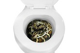 Kinh hãi trăn nấp trong toilet lao ra cắn người Kinh hãi trăn nấp trong toilet lao ra cắn người