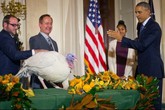Lệnh "ân xá" hai gà tây của tổng thống Obama Lệnh "ân xá" hai gà tây của tổng thống Obama