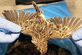 Bị bắt vì giấu 200 xác chim trong hành lý Bị bắt vì giấu 200 xác chim trong hành lý