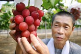 Hoa quả giá hàng trăm triệu chỉ có ở Nhật Bản Hoa quả giá hàng trăm triệu chỉ có ở Nhật Bản