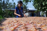 Mùa kiếm bội tiền nhờ món "vũ nữ chân dài" độc nhất miền Tây Mùa kiếm bội tiền nhờ món "vũ nữ chân dài" độc nhất miền Tây