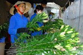 Lãi 3 tỷ đồng mỗi năm nhờ trồng hoa lily Lãi 3 tỷ đồng mỗi năm nhờ trồng hoa lily