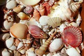 Đừng để chết oan vì ăn… ốc lạ Đừng để chết oan vì ăn… ốc lạ