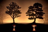 Nguyên nhân thất bại của rất nhiều người: Hai cái cây, bạn sẽ chặt cây nào? Nguyên nhân thất bại của rất nhiều người: Hai cái cây, bạn sẽ chặt cây nào?
