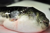 5 người ngộ độc do đòi ăn gan cá nóc 5 người ngộ độc do đòi ăn gan cá nóc