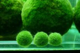 Đua nhau mua cầu rêu Nhật Bản có thể chạy trong nước Đua nhau mua cầu rêu Nhật Bản có thể chạy trong nước